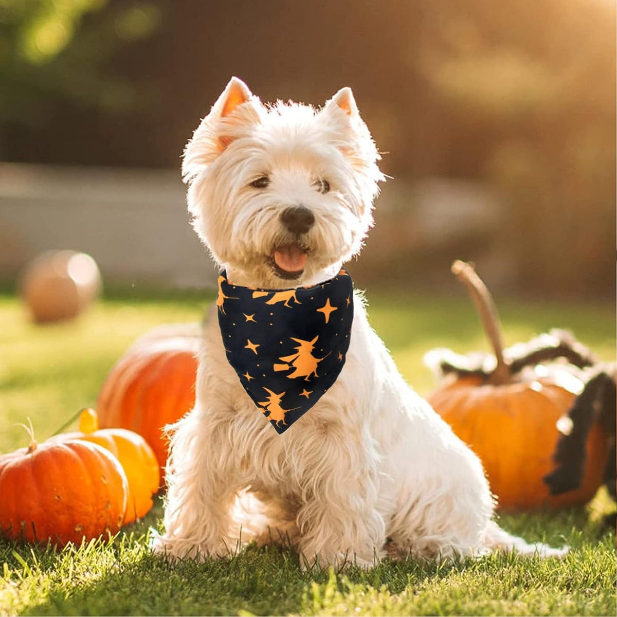 Paw & Co Witch & Pumpkin Bandanas (2 Pack)