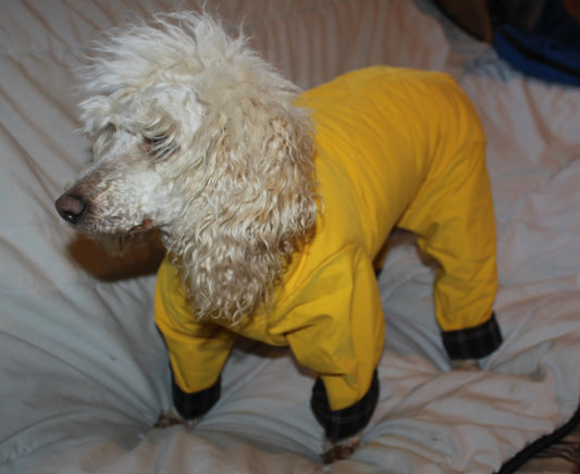 All-in-One Padded Coat - Paw & Co