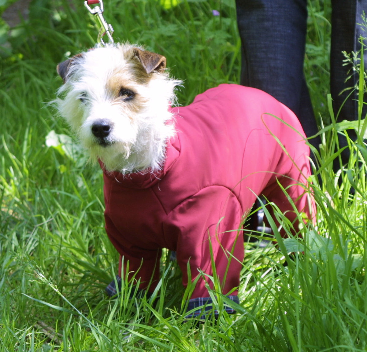 All-in-One Padded Coat - Paw & Co