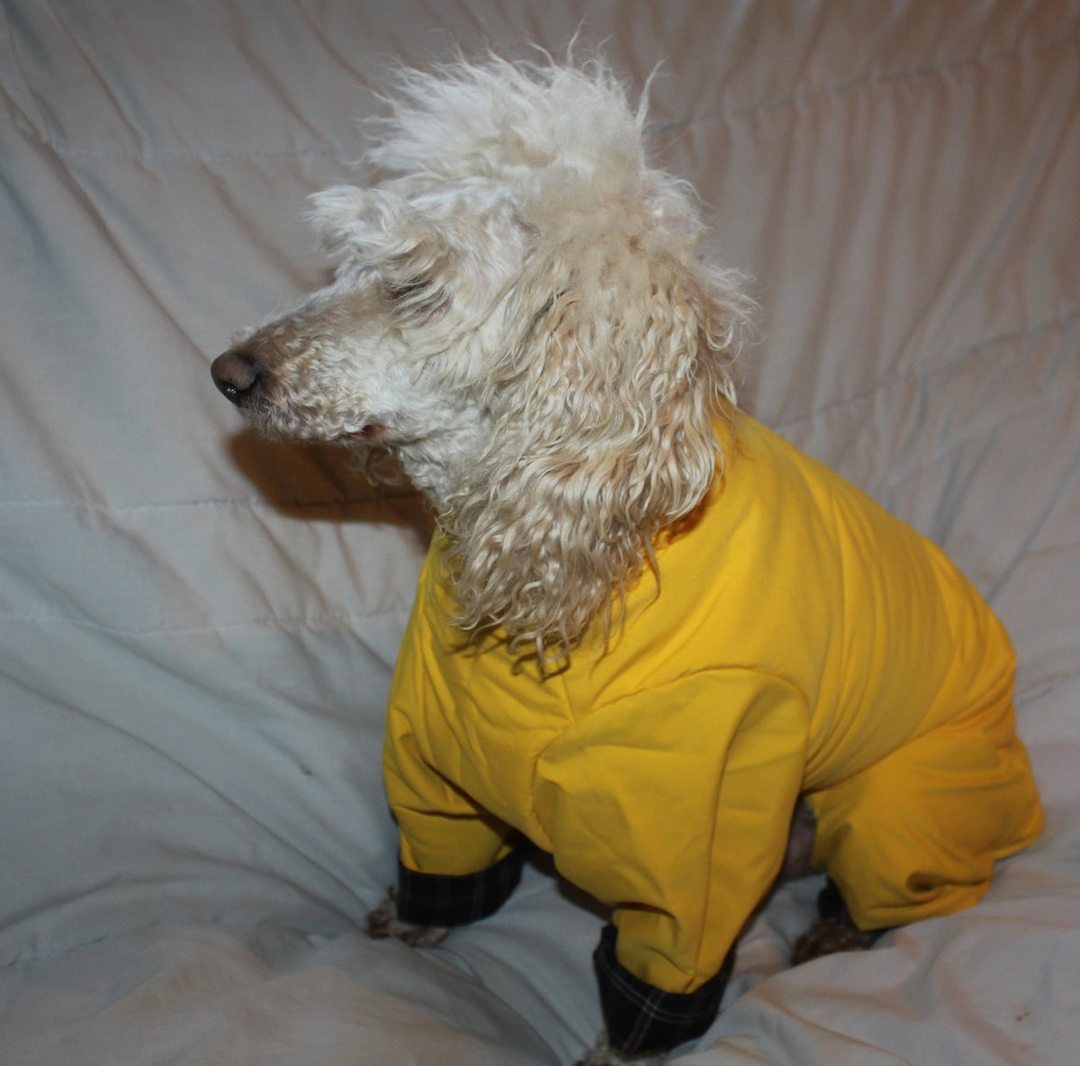 All-in-One Padded Coat - Paw & Co