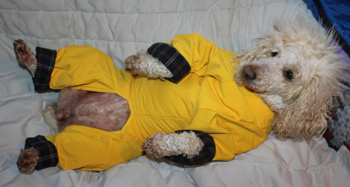 All-in-One Padded Coat - Paw & Co